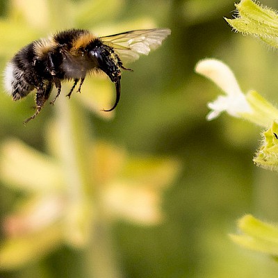 bumblebee-with-trunk.jpg