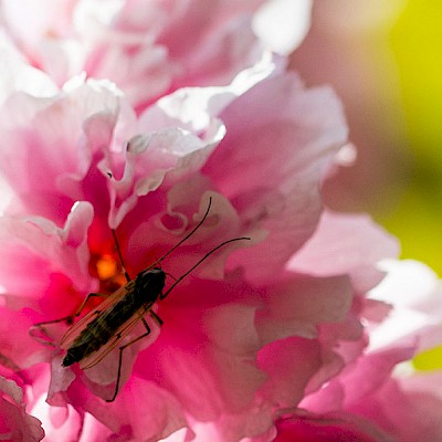insect-on-petal.jpg