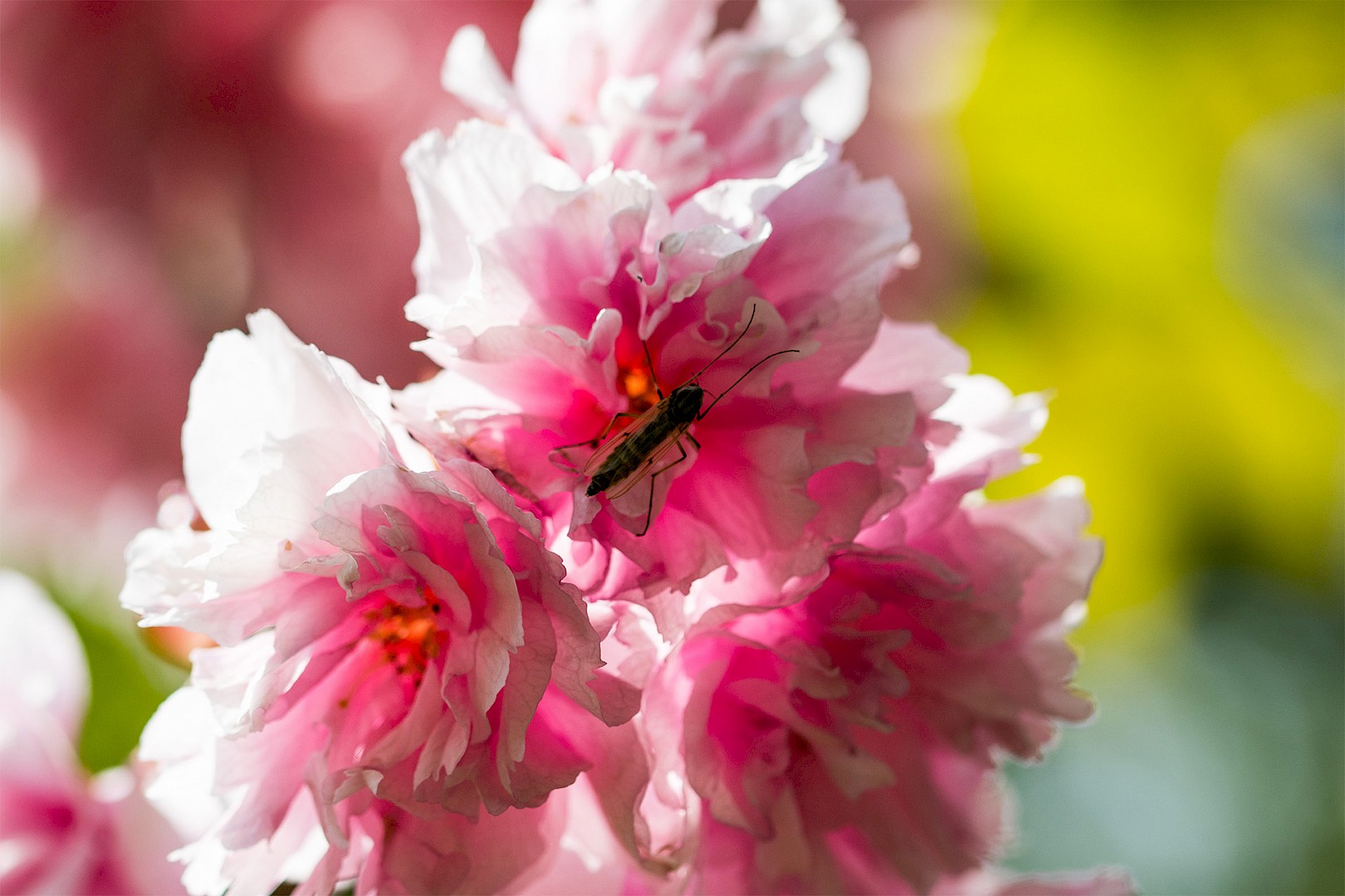 insect-on-petal.jpg
