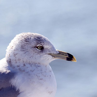 seagull-on-the-coast.jpg