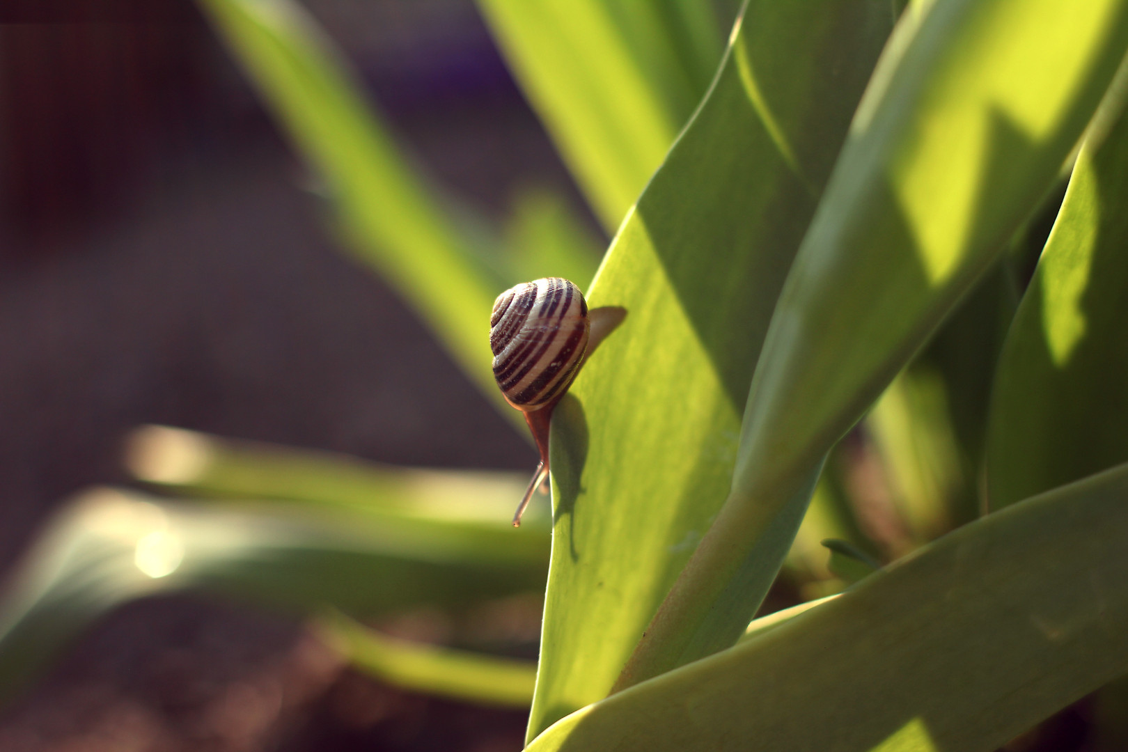 snail-on-leaf.jpg