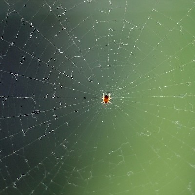 spider-in-the-web.jpg