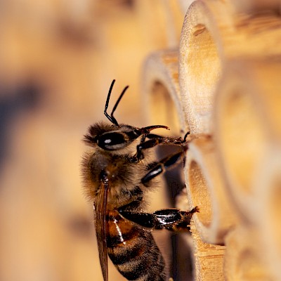bee-on-insect-hotel.jpg