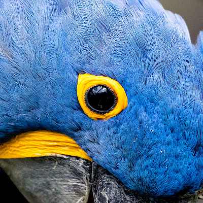 blue-macaw.jpg