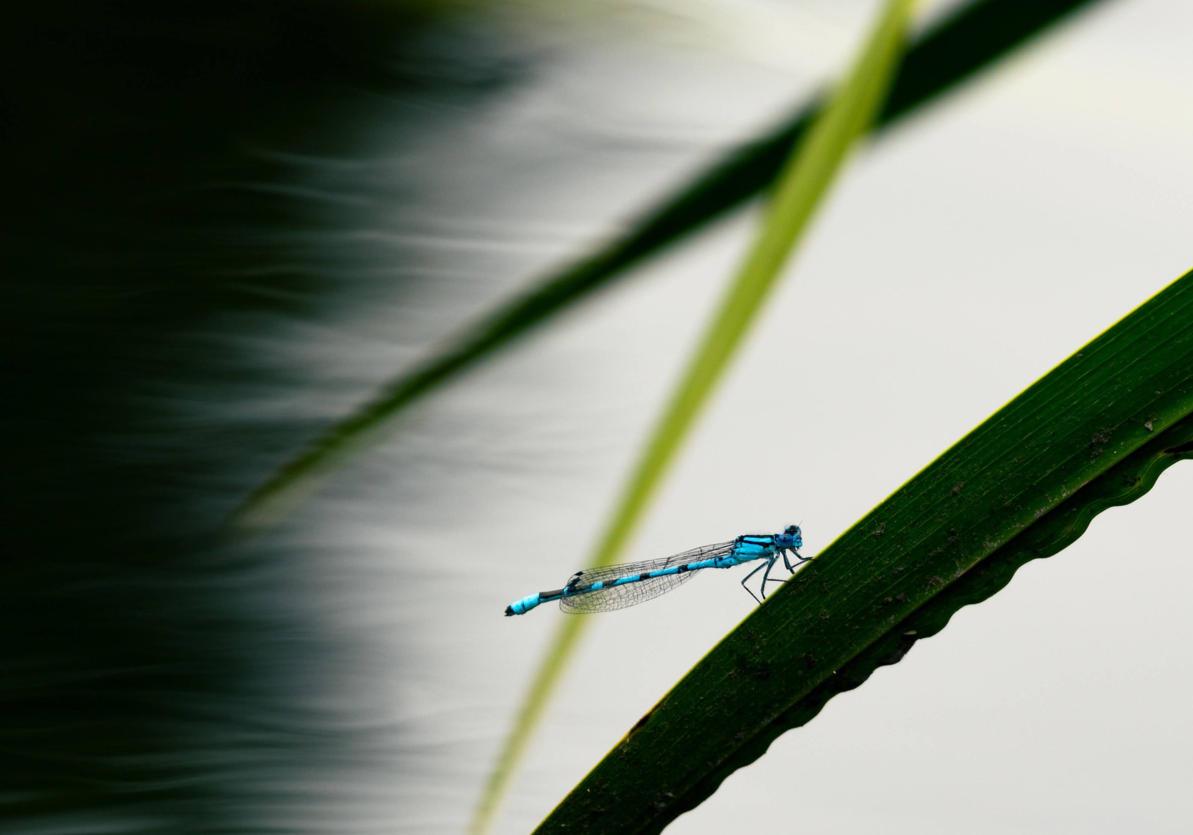 dragonfly-on-leaf.jpg