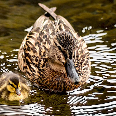 ducks-in-pond.jpg