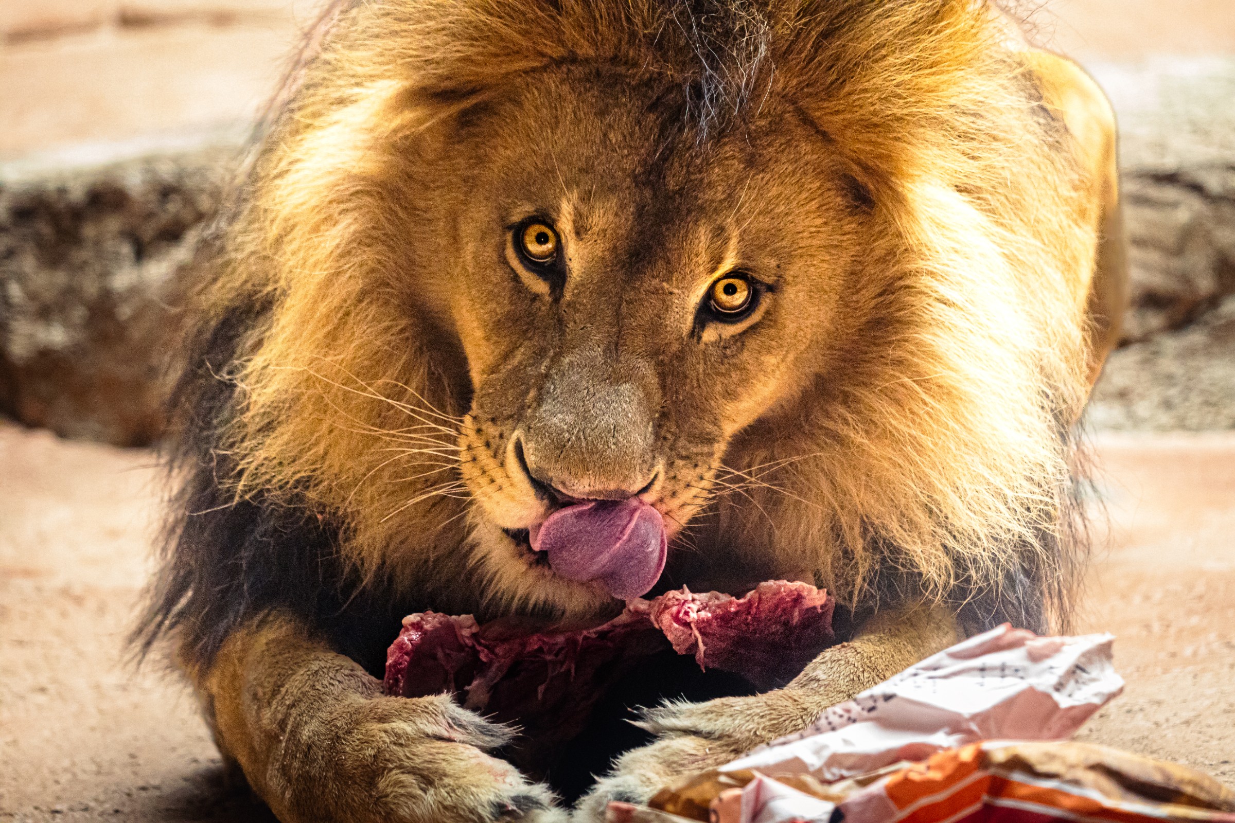 eating-lion.jpg
