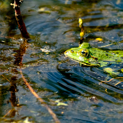 frog-in-pond.jpg