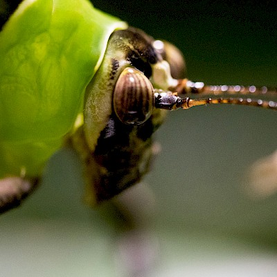grasshopper-in-the-aquazoo.jpg