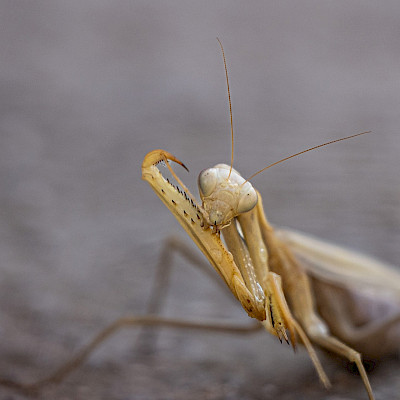 greek-mantis.jpg