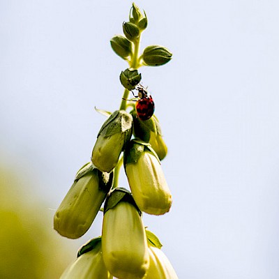 ladybird-on-plant.jpg