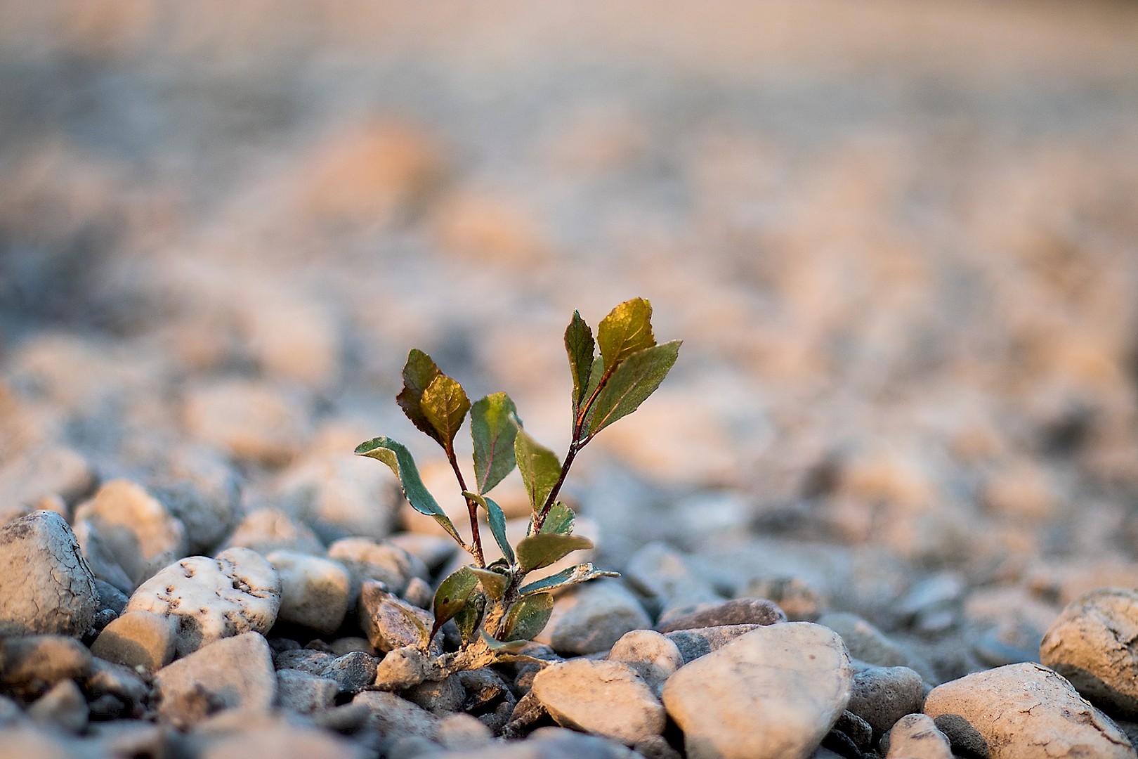 small-plant-near-the-rhine.jpg