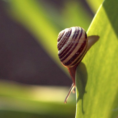 snail-on-leaf.jpg