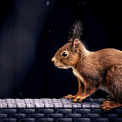 squirrel-on-ledge.jpg