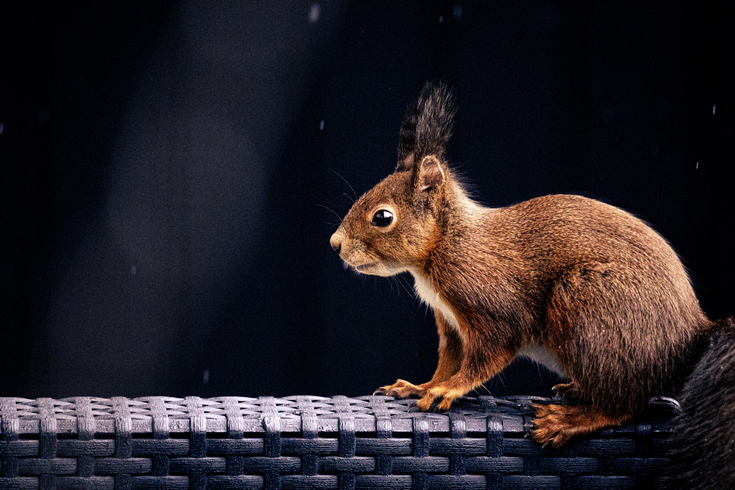 squirrel-on-ledge.jpg